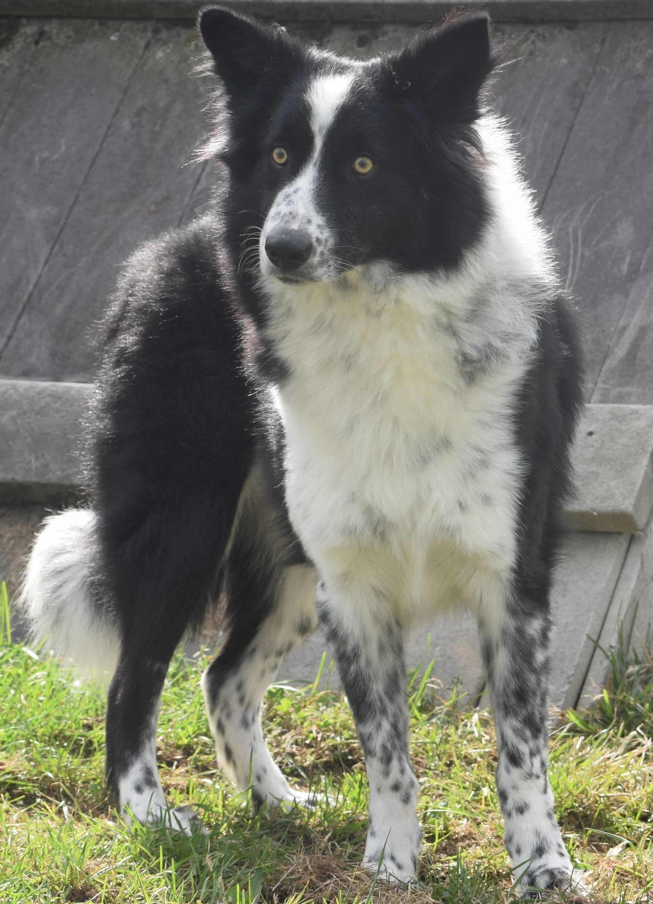 Enlarge Lawrence-Pending, a Adoptable mixed breed in Frederick, MD image 3/6