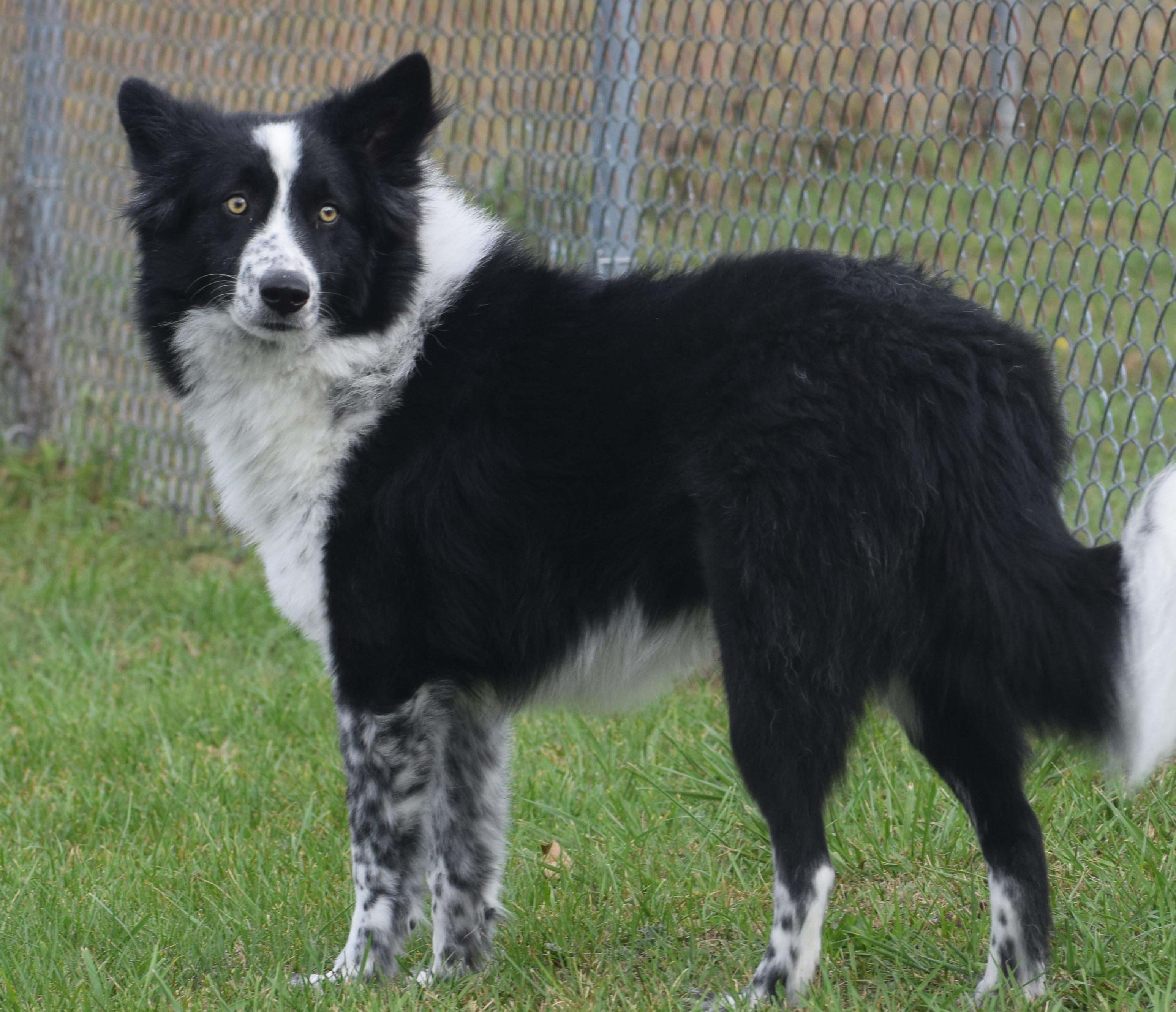 Enlarge Lawrence-Pending, a Adoptable mixed breed in Frederick, MD image 5/6