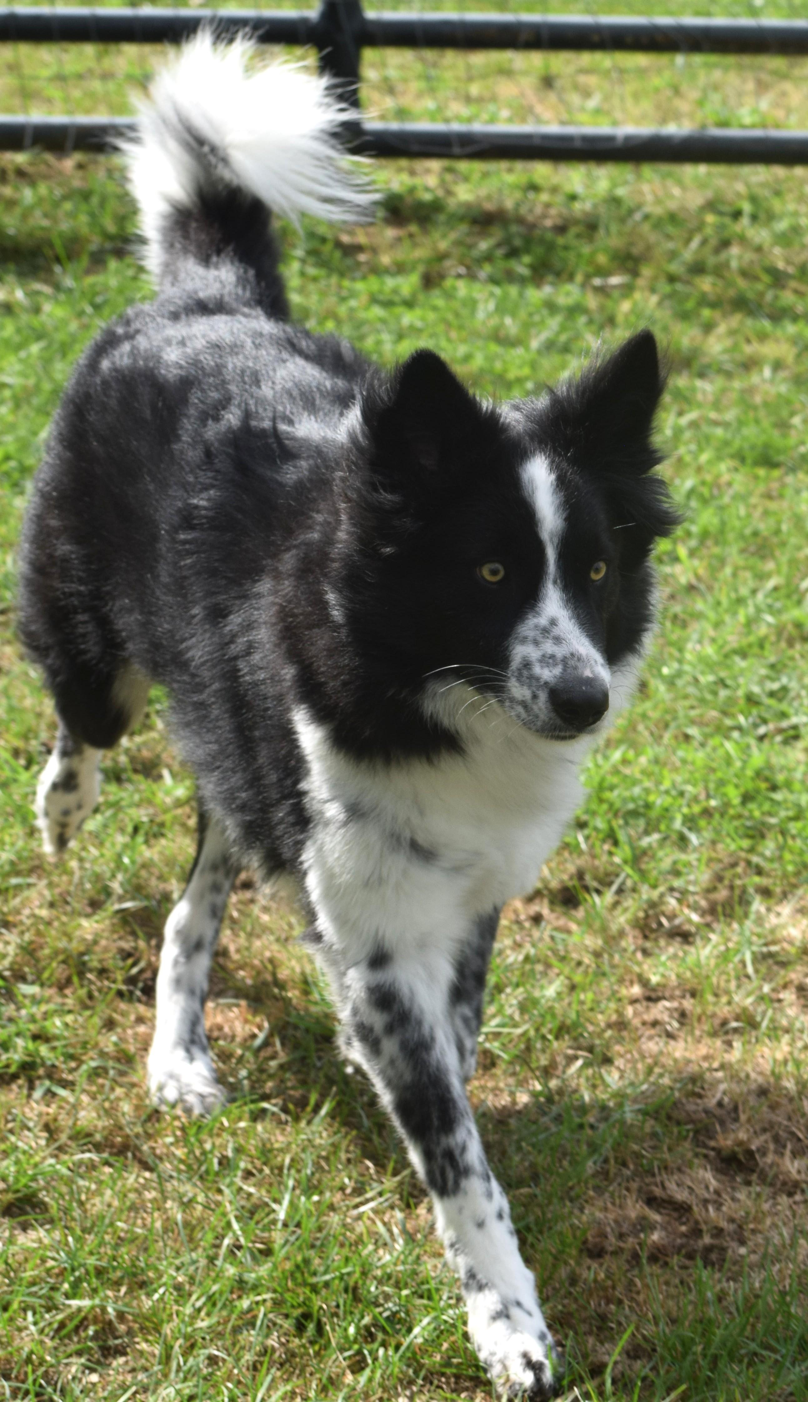 Enlarge Lawrence-Pending, a Adoptable mixed breed in Frederick, MD image 2/6