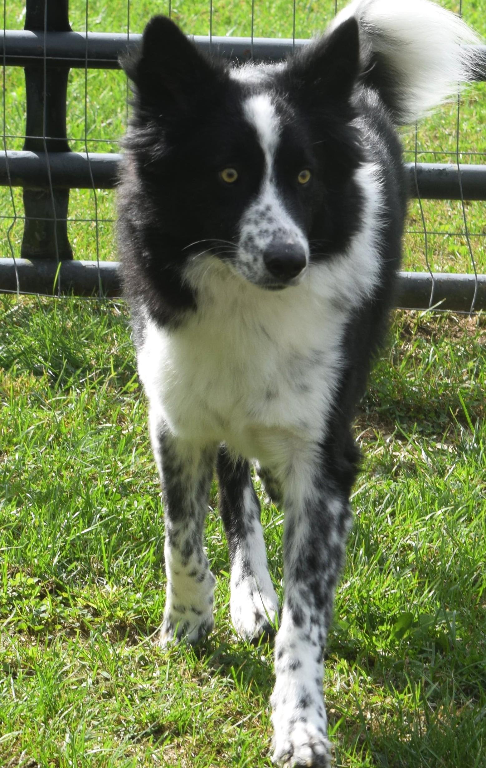 Enlarge Lawrence-Pending, a Adoptable mixed breed in Frederick, MD image 6/6