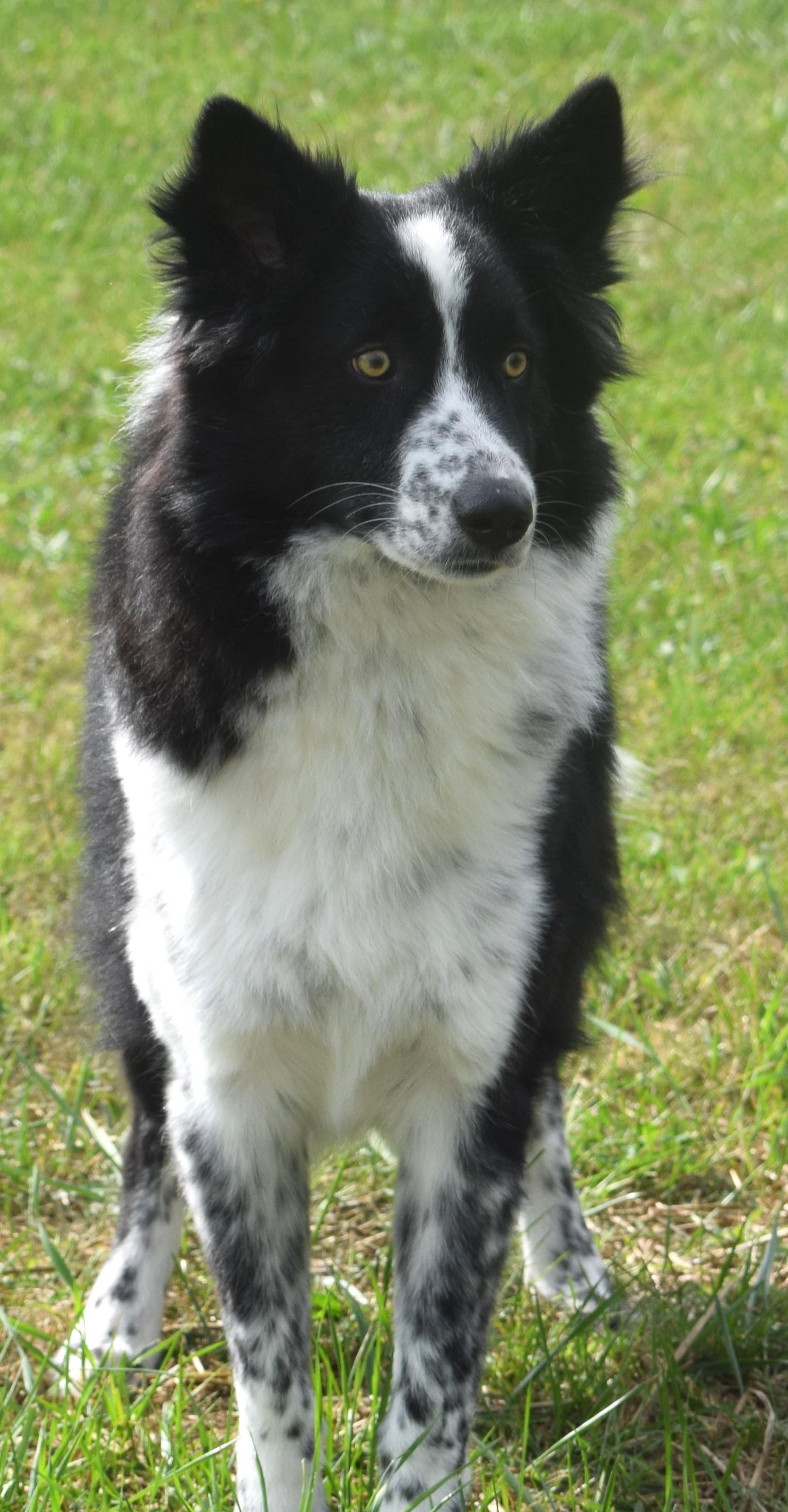 Lawrence-Pending, Adoptable, Young Male Border Collie.