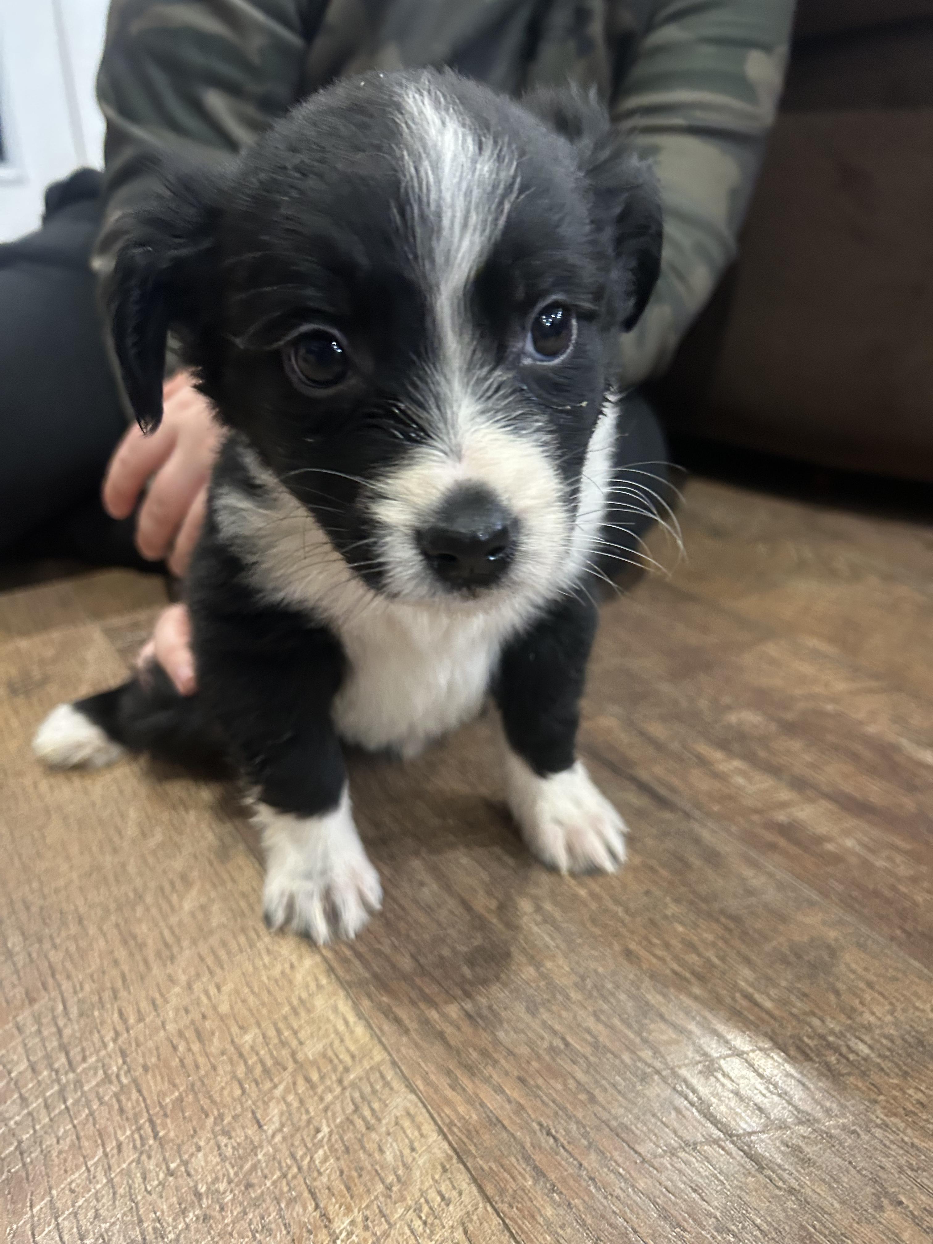 Enlarge Marv, a ADOPTABLE mixed breed in Owensboro, KY image 1/1