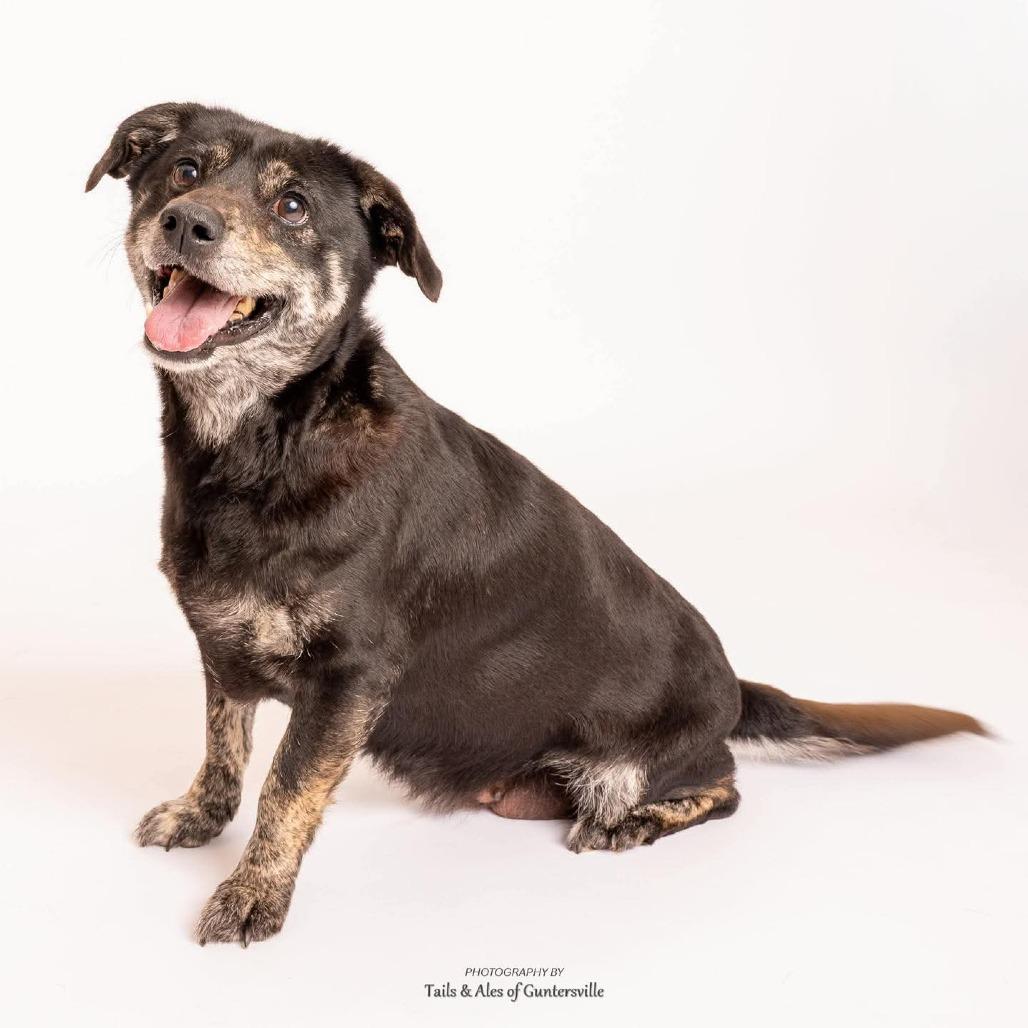Enlarge Frances, a Adoptable Mixed Breed in Huntsville, AL image 1/1