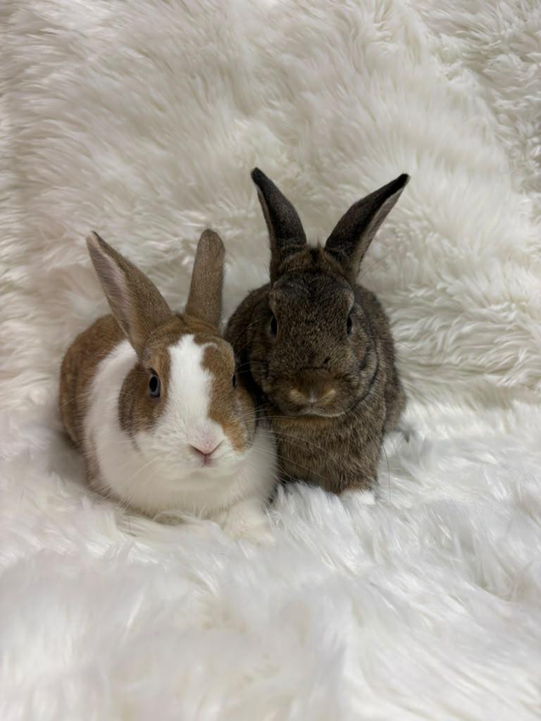Enlarge Daisy & Skipper, a Adoptable Dutch in Fountain Valley, CA image 4/6