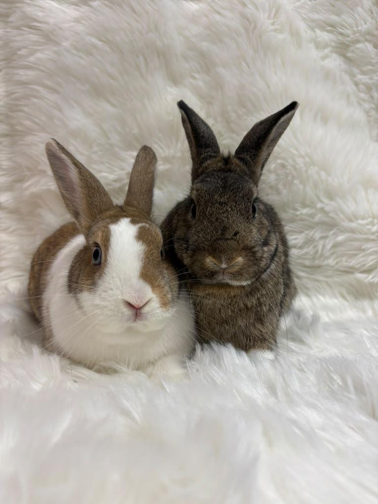 Enlarge Daisy & Skipper, a Adoptable Dutch in Fountain Valley, CA image 2/6