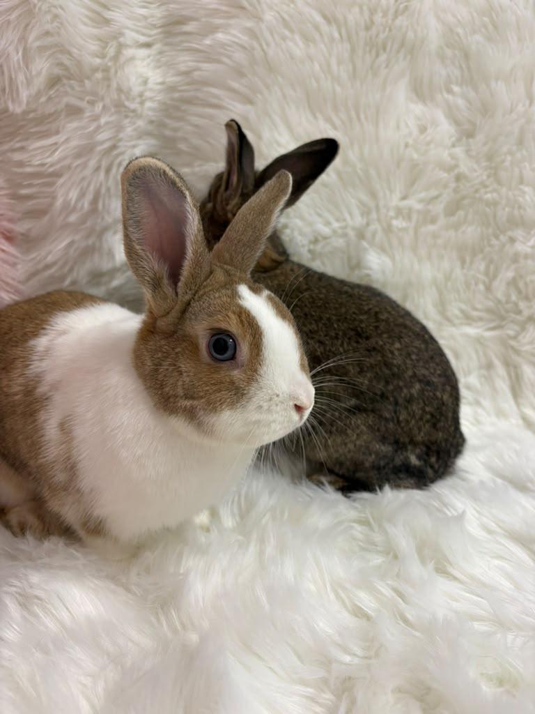Enlarge Daisy & Skipper, a Adoptable Dutch in Fountain Valley, CA image 6/6