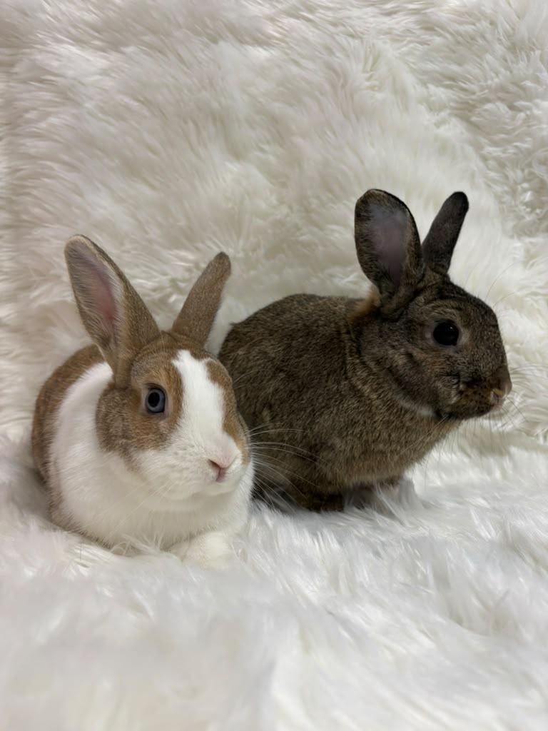 Daisy & Skipper, Adoptable, Adult Female Dutch.
