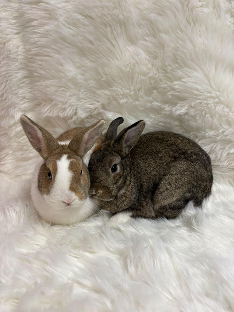 Enlarge Daisy & Skipper, a Adoptable Dutch in Fountain Valley, CA image 3/6