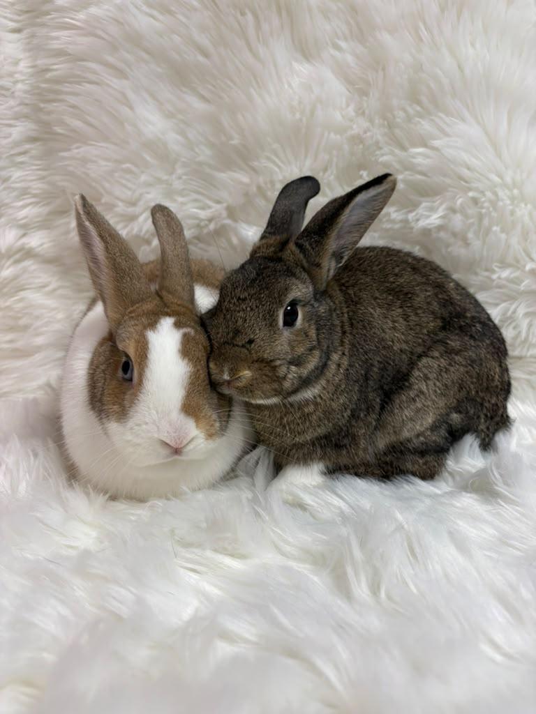 Enlarge Daisy & Skipper, a Adoptable Dutch in Fountain Valley, CA image 5/6