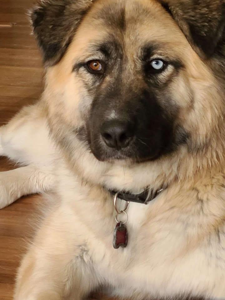 Enlarge Masha, a ADOPTABLE Mixed Breed in Kiowa, OK image 1/6