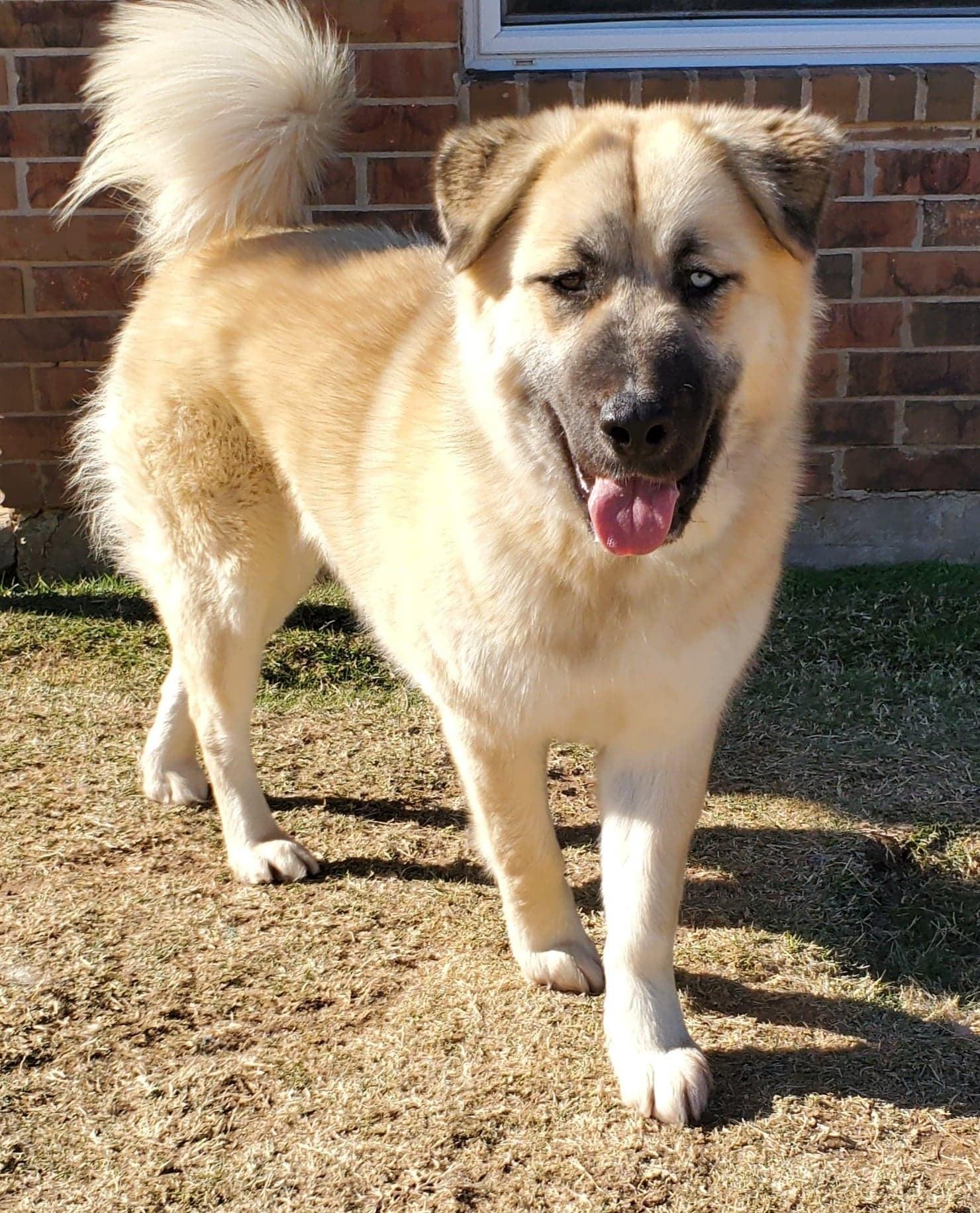 Enlarge Masha, a ADOPTABLE Mixed Breed in Kiowa, OK image 2/6