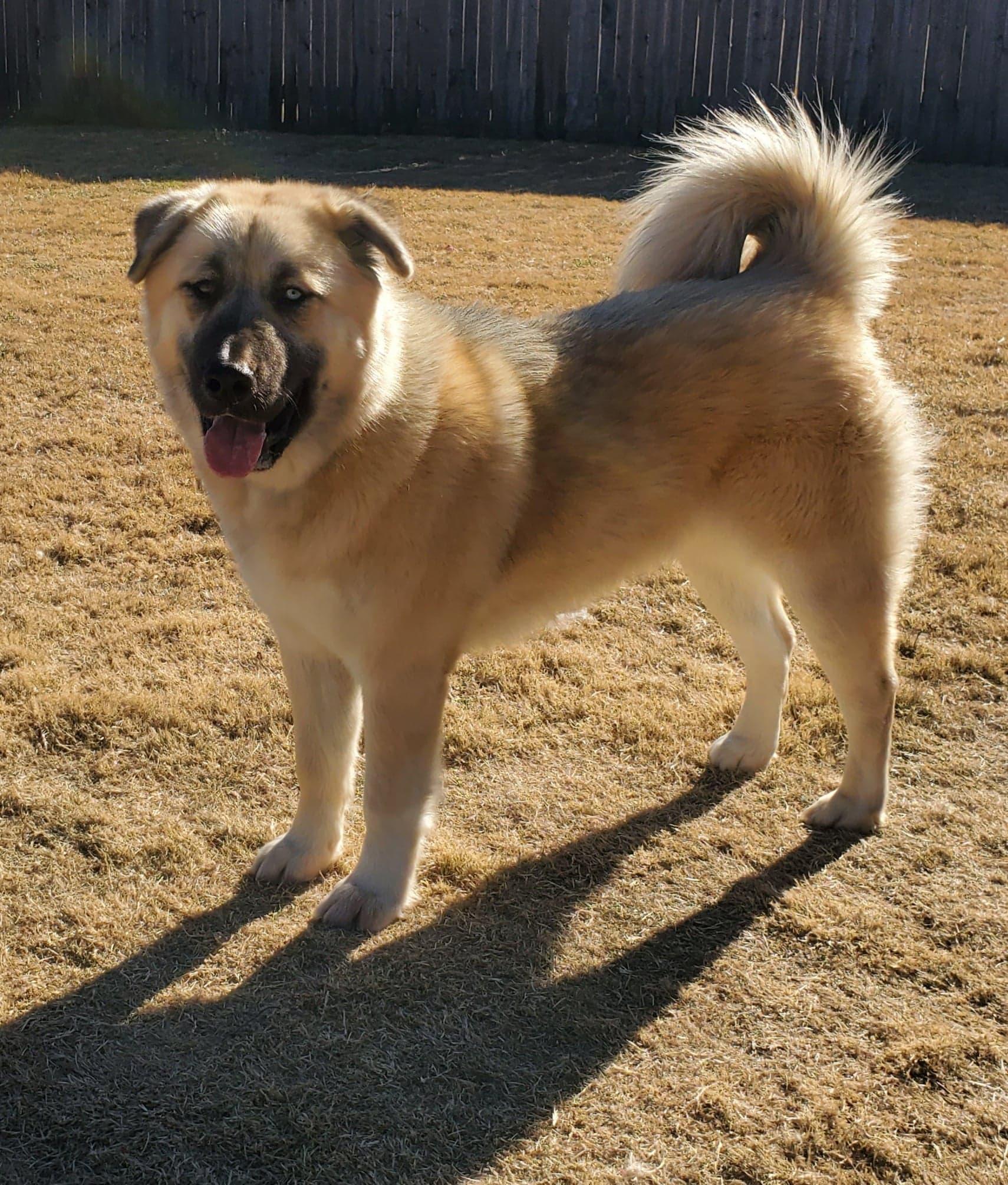 Enlarge Masha, a ADOPTABLE Mixed Breed in Kiowa, OK image 3/6