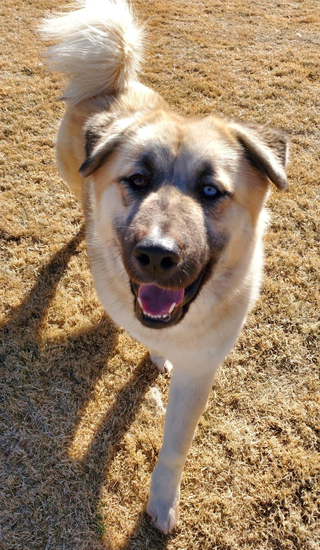 Enlarge Masha, a ADOPTABLE Mixed Breed in Kiowa, OK image 4/6