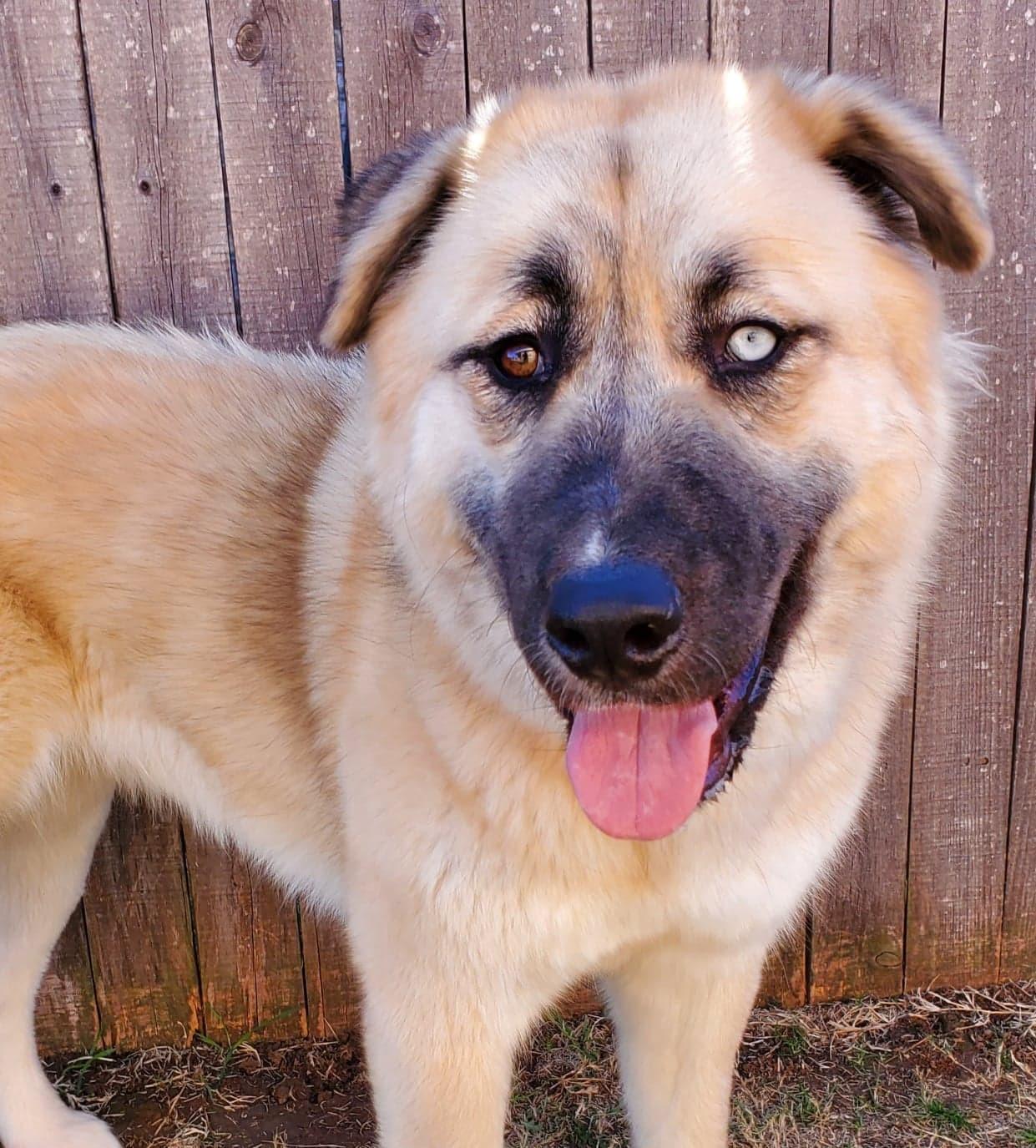 Enlarge Masha, a ADOPTABLE Mixed Breed in Kiowa, OK image 5/6