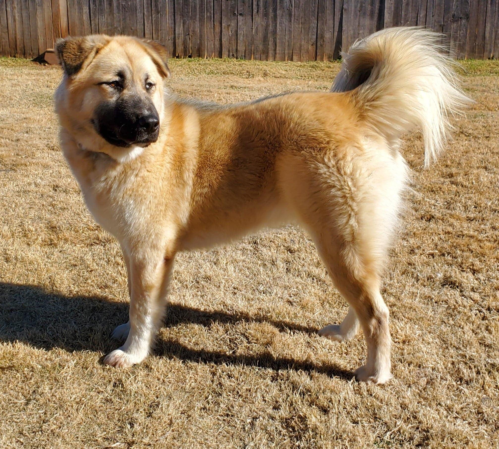 Enlarge Masha, a ADOPTABLE Mixed Breed in Kiowa, OK image 6/6