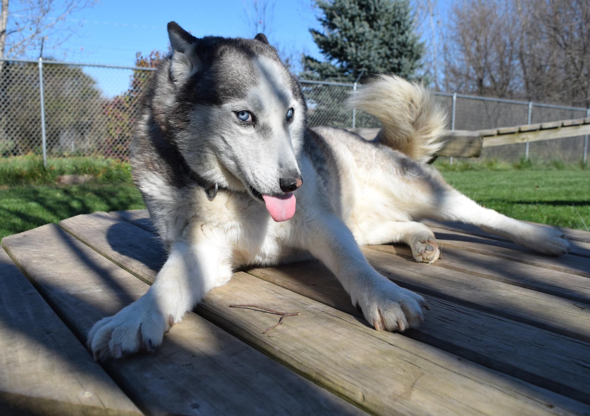 Hollywood Rose, a Adoptable Siberian Husky in Tomah, WI image 1/6