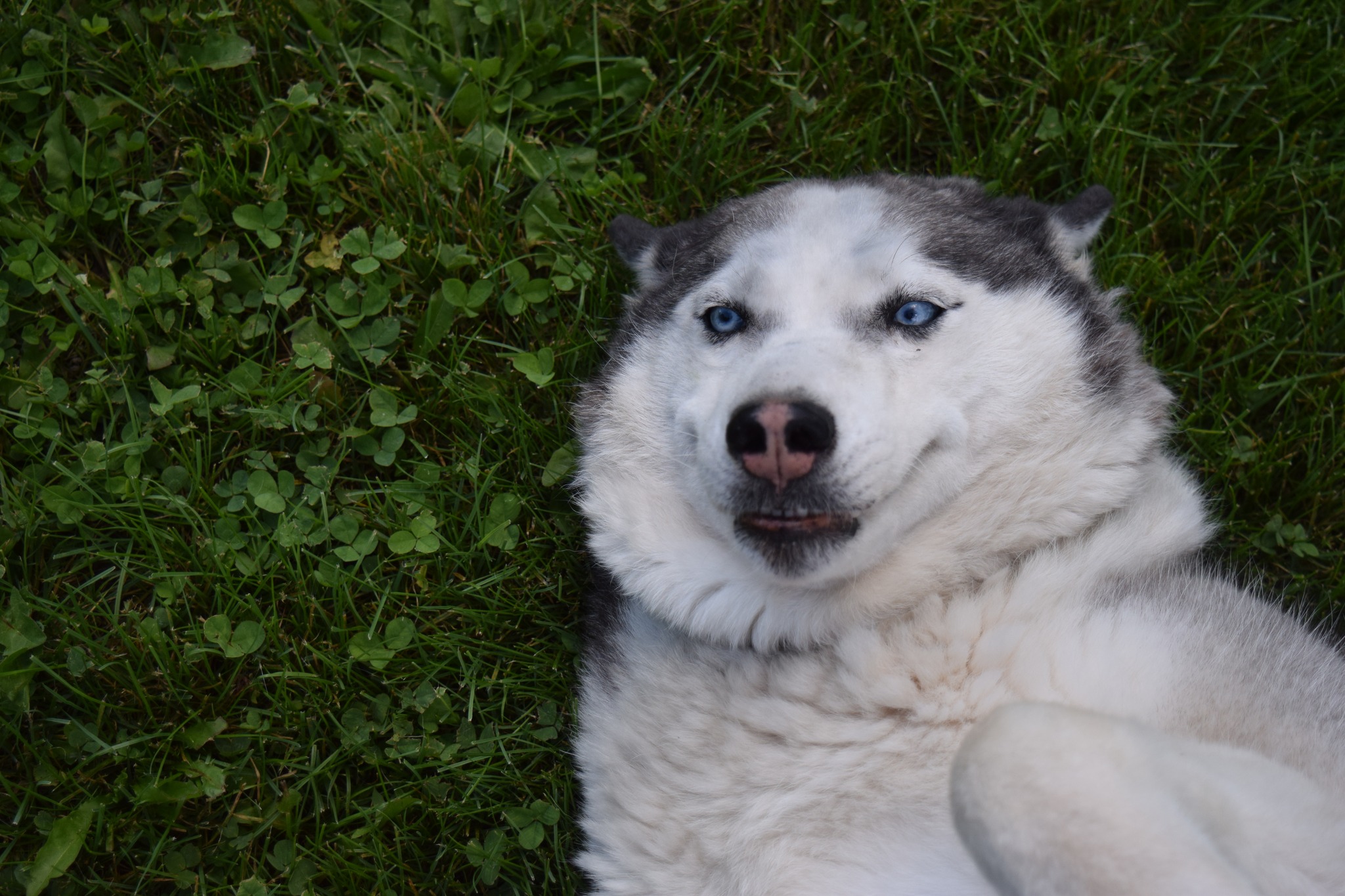 Hollywood Rose, a Adoptable Siberian Husky in Tomah, WI image 2/6