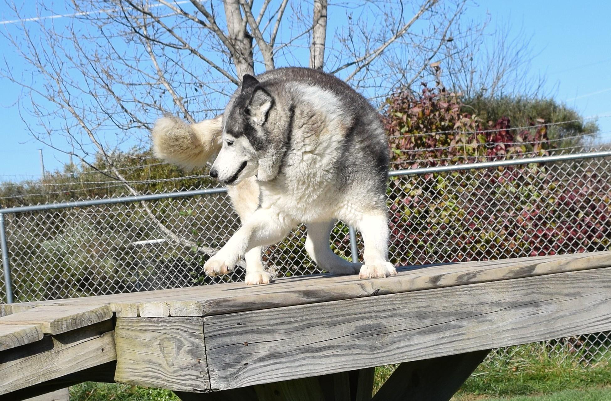 Hollywood Rose, a Adoptable Siberian Husky in Tomah, WI image 5/6