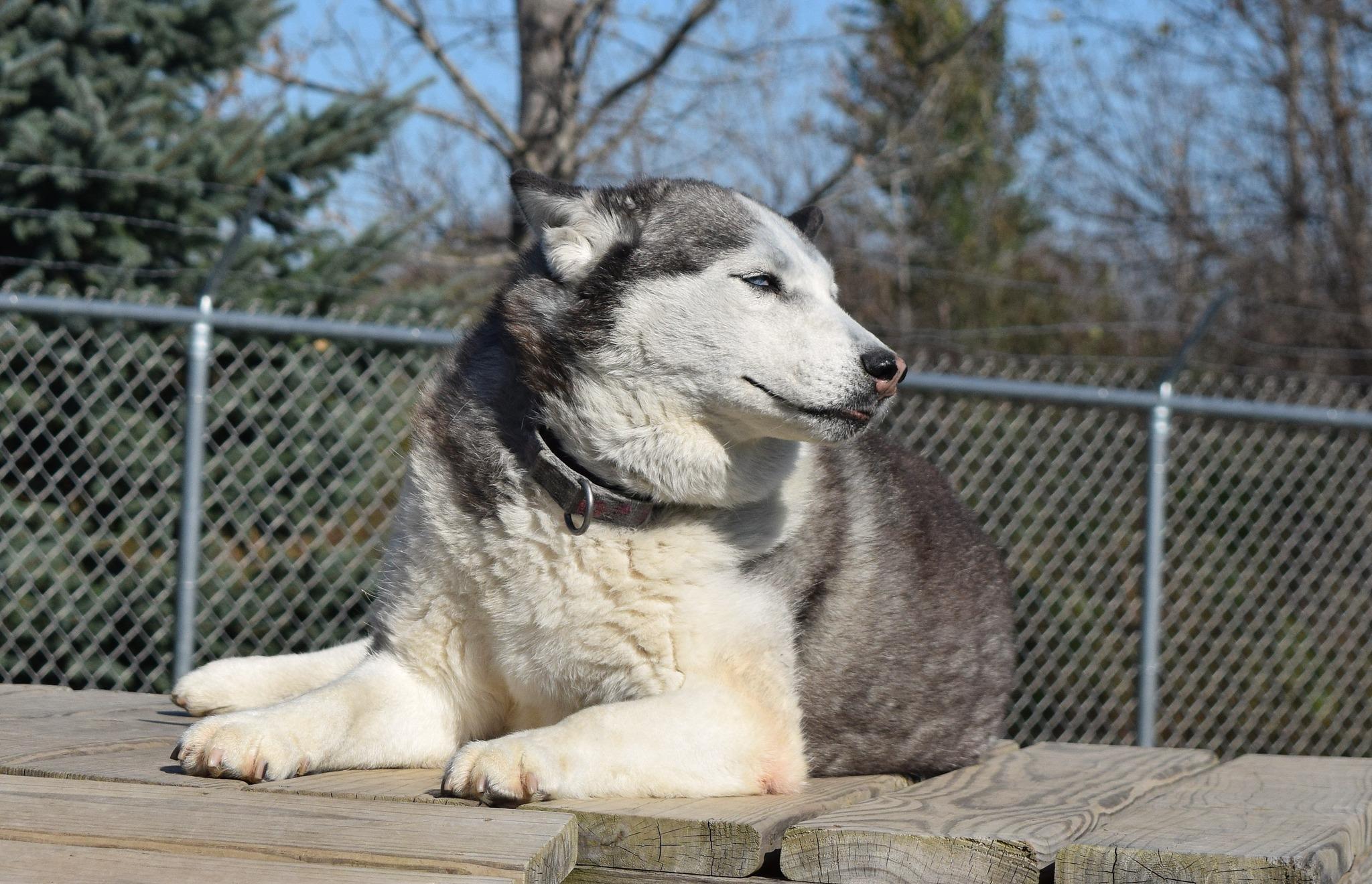 Hollywood Rose, a Adoptable Siberian Husky in Tomah, WI image 3/6