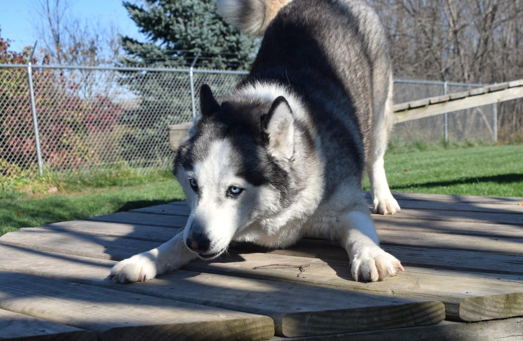 Hollywood Rose, a Adoptable Siberian Husky in Tomah, WI image 4/6