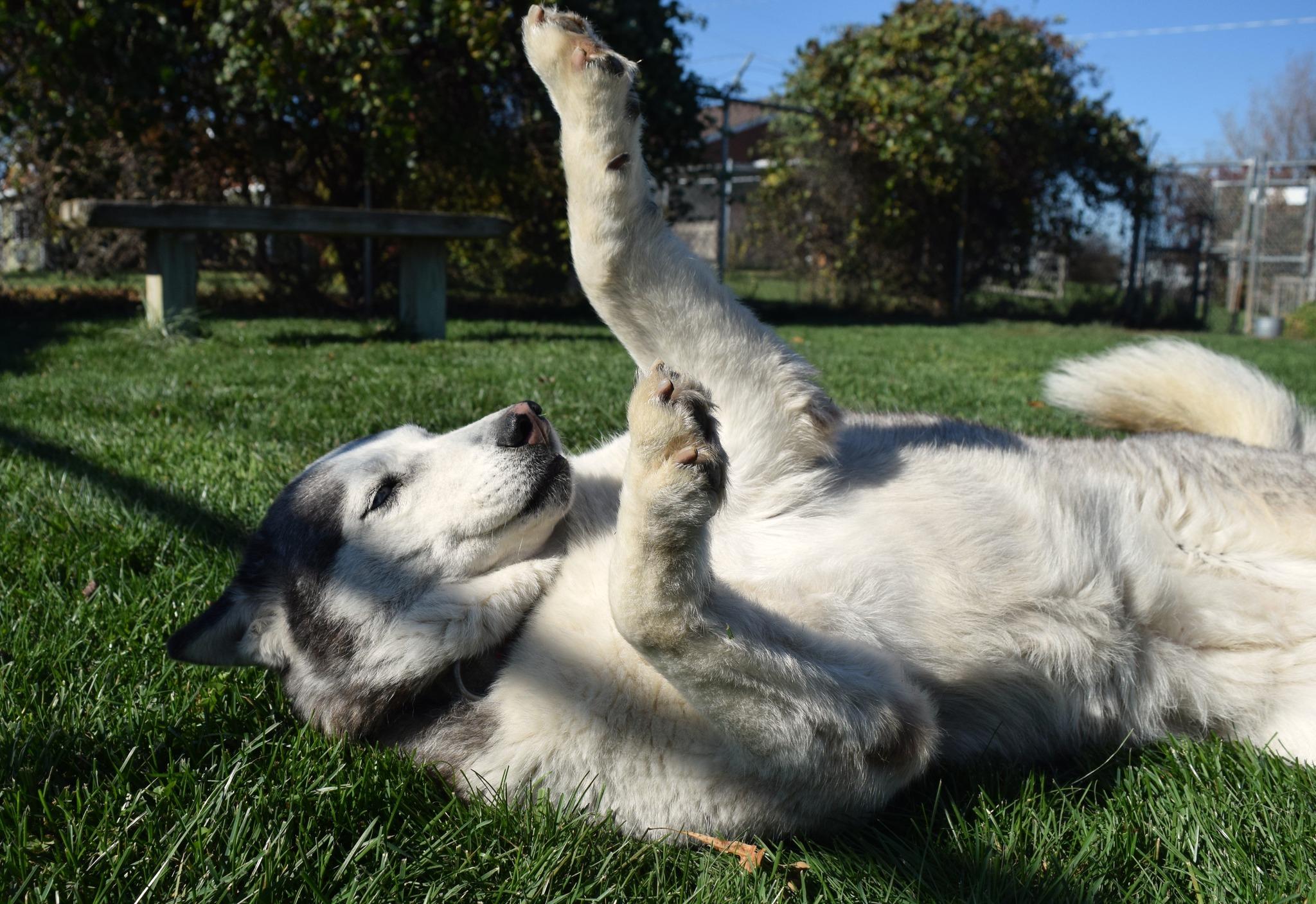 Hollywood Rose, a Adoptable Siberian Husky in Tomah, WI image 6/6