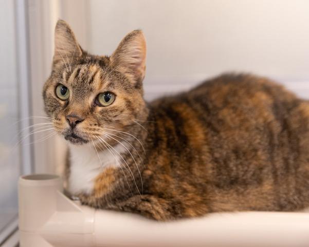 KIKI, Adoptable, Senior Female Domestic Short Hair.