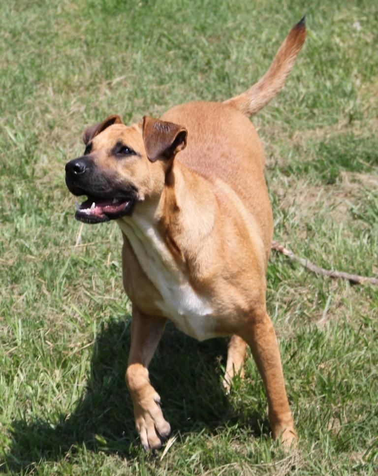 DAISY, Adoptable, Young Female Black Mouth Cur.