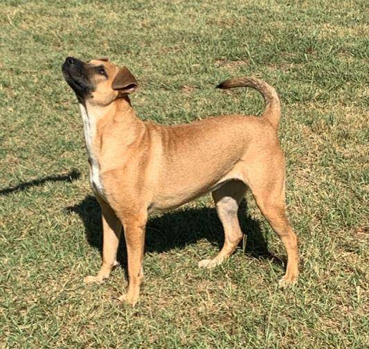 Enlarge DAISY, a Adoptable mixed breed in Carrollton, TX image 2/10
