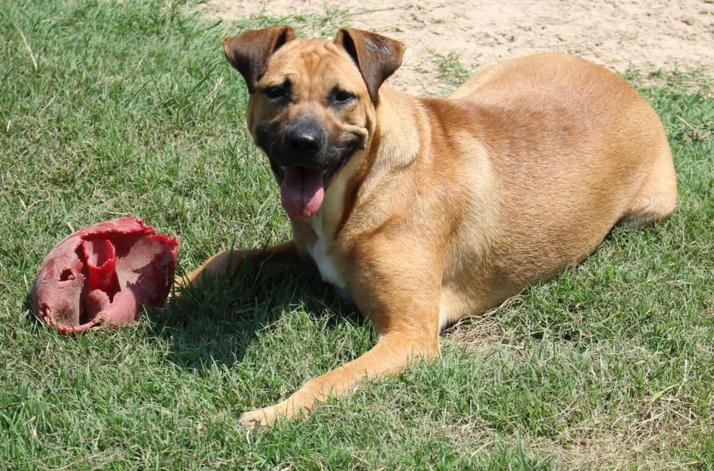 Enlarge DAISY, a Adoptable mixed breed in Carrollton, TX image 4/10