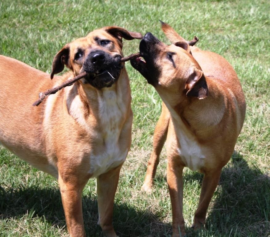 DAISY, Adoptable, Young Female Black Mouth Cur.