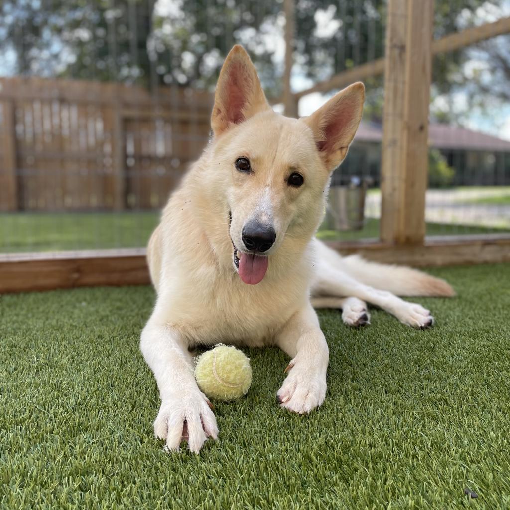 Simba 0795, Adoptable, Adult Male German Shepherd Dog & Mixed Breed.