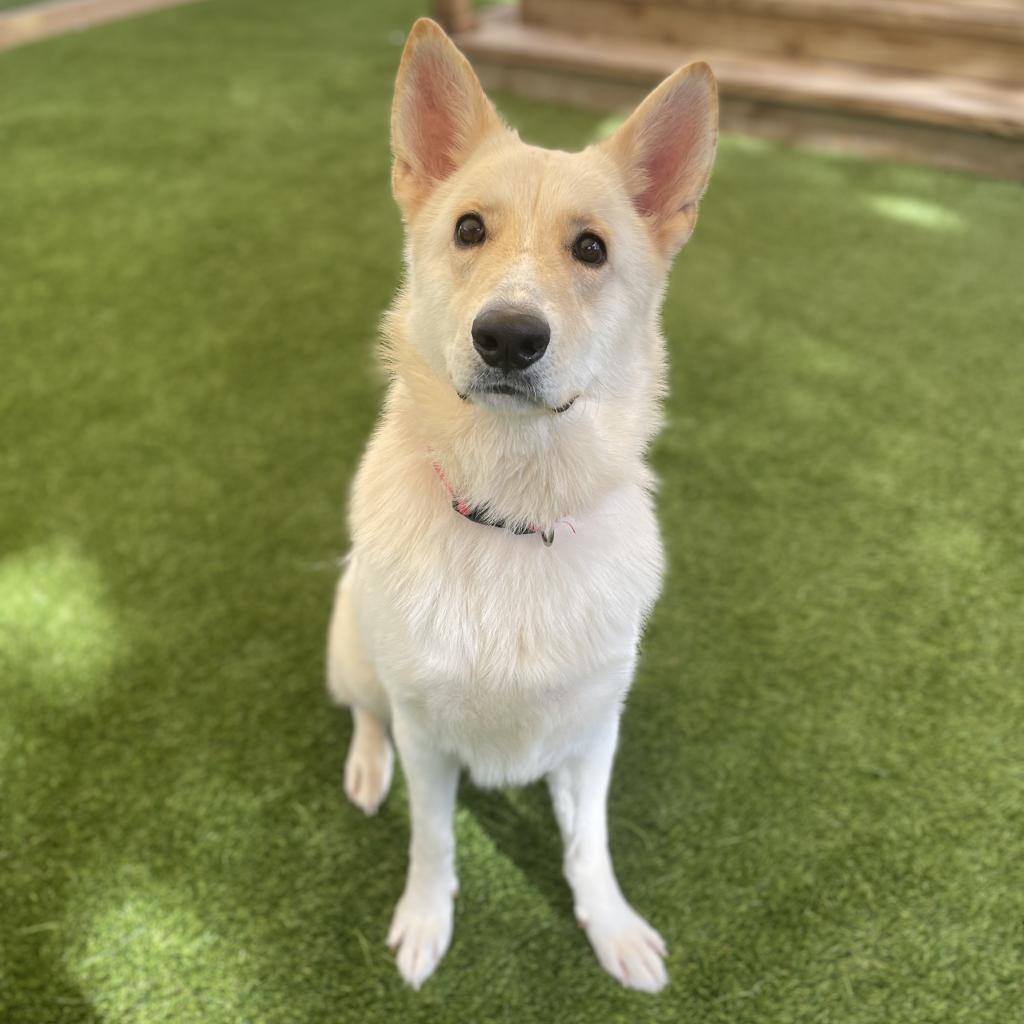 Enlarge Simba 0795, a Adoptable mixed breed in LOXAHATCHEE, FL image 2/3