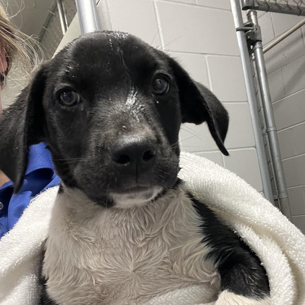 Bandit, Adoptable, Puppy Male Labrador Retriever & Mixed Breed.