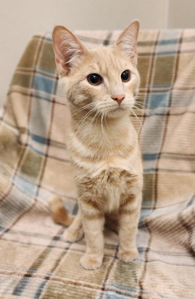 Dylan, Adoptable, Kitten Male Domestic Short Hair.