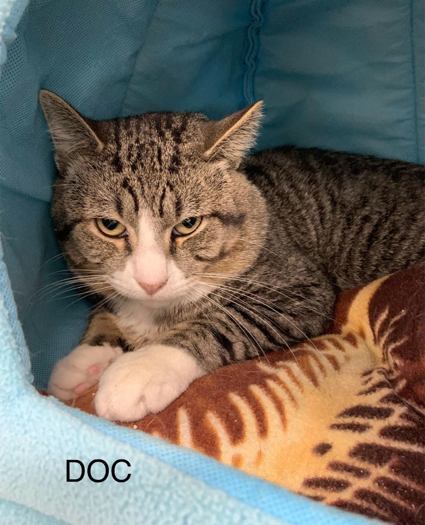Enlarge Doc, a Adoptable Tabby in Rushville, IL image 1/1