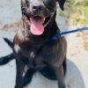 Enlarge Rescue Only - AC-5110 "Rocket", a Adoptable mixed breed in Conyers, GA image 3/3