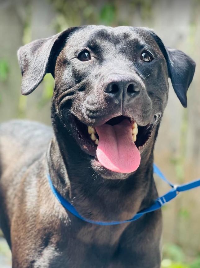 Enlarge Rescue Only - AC-5110 "Rocket", a Adoptable mixed breed in Conyers, GA image 2/3