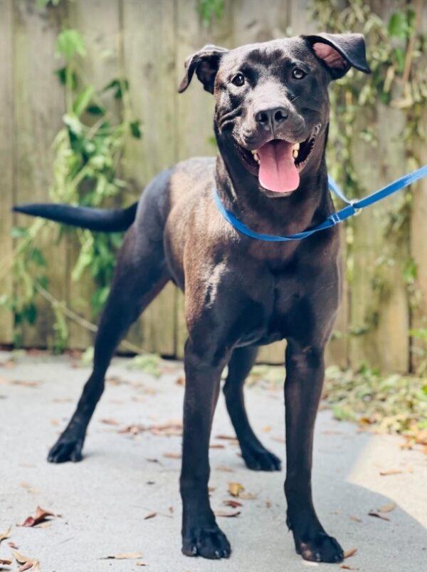 Rescue Only - AC-5110 "Rocket", Adoptable, Adult Male Black Labrador Retriever.