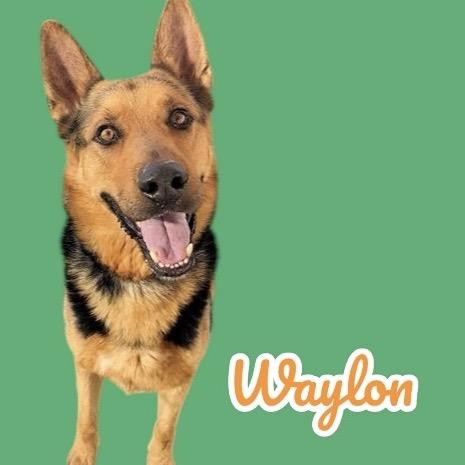 Enlarge Waylon, a Adoptable German Shepherd Dog image 1/1