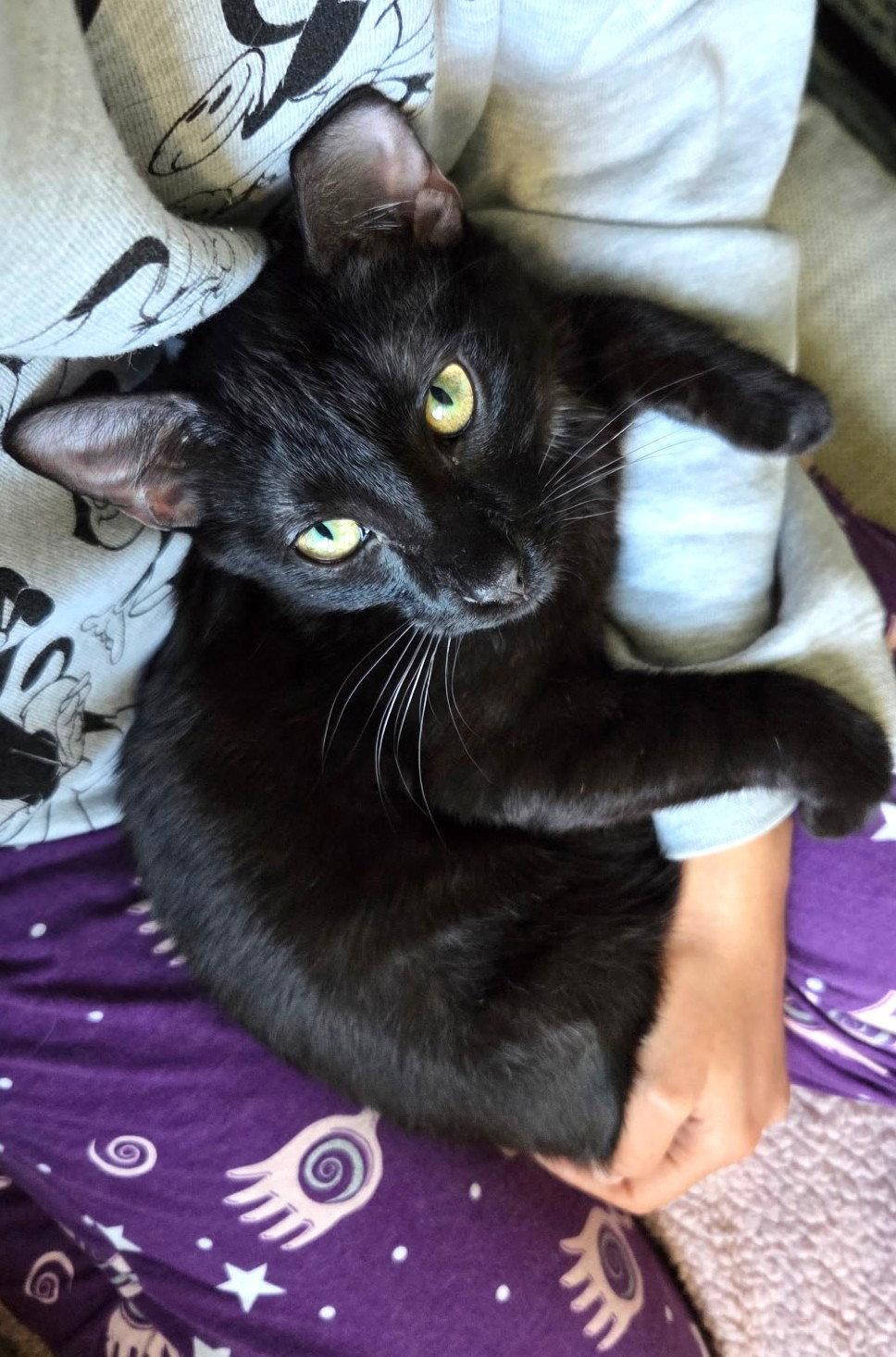 Enlarge Soren, a Adoptable Domestic Short Hair in Leesburg, VA image 3/3