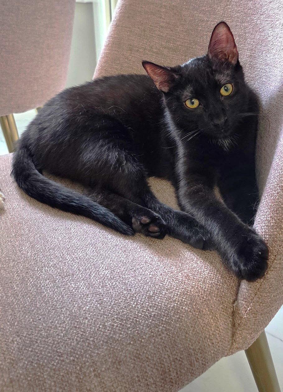 Soren, Adoptable, Young Male Domestic Short Hair.