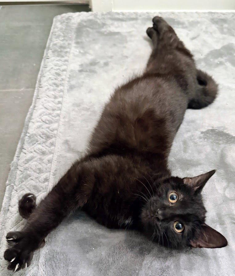 Enlarge Soren, a Adoptable Domestic Short Hair in Reston, VA image 2/3