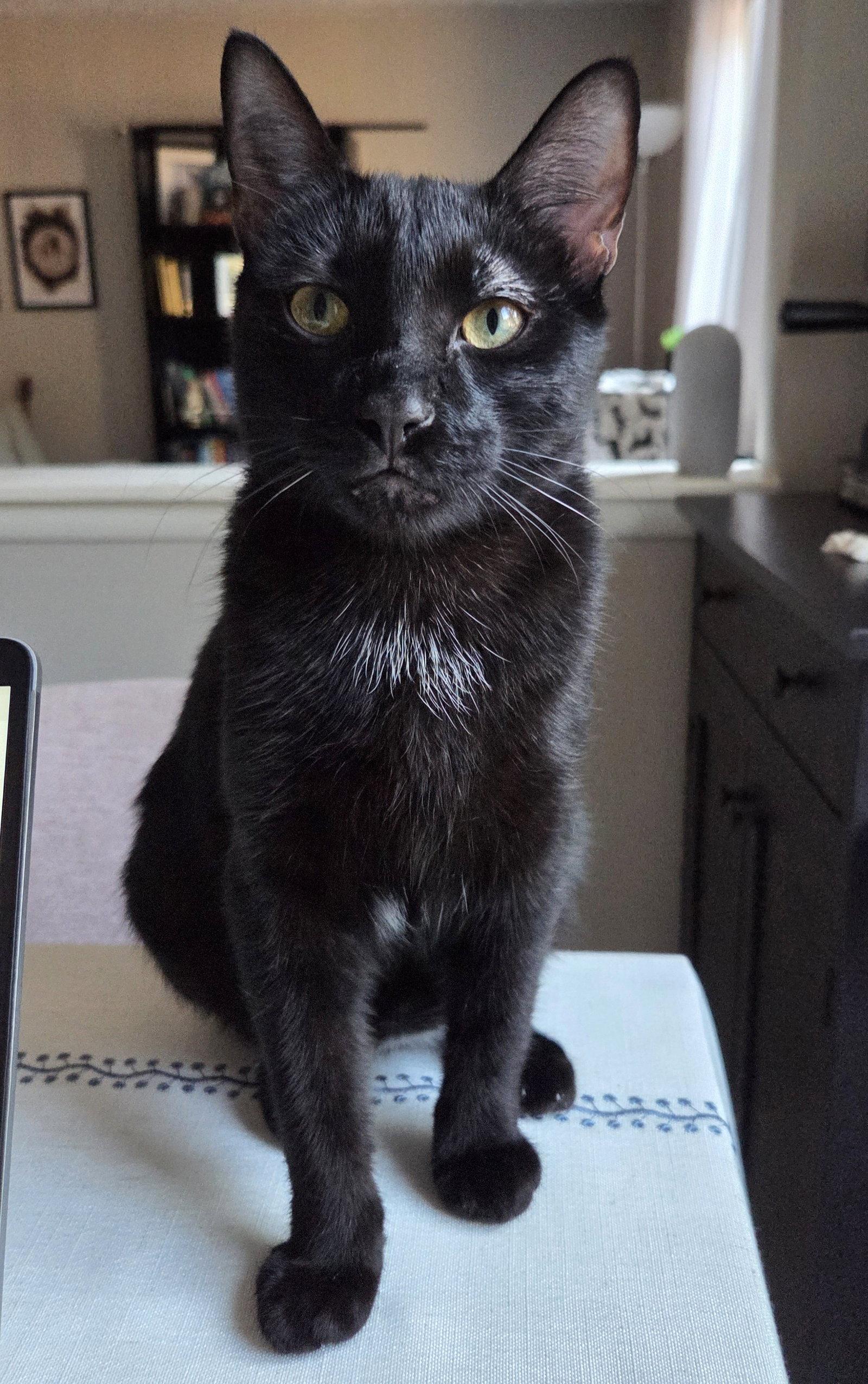 Soren, Adoptable, Young Male Domestic Short Hair.