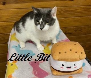 Enlarge Little Bit, an adopted Domestic Short Hair in Southern Pines, NC image 4/4