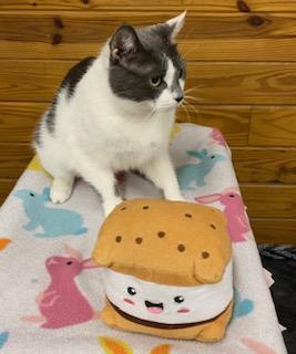 Enlarge Little Bit, an adopted Domestic Short Hair in Southern Pines, NC image 2/4