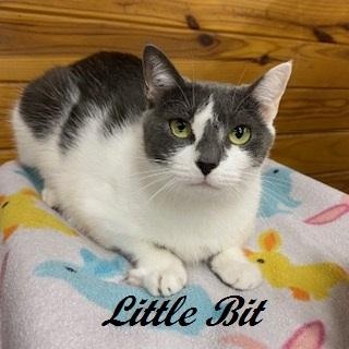 Little Bit, adopted, Young Female Domestic Short Hair.