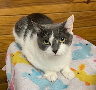 Enlarge Little Bit, an adopted Domestic Short Hair in Southern Pines, NC image 3/4