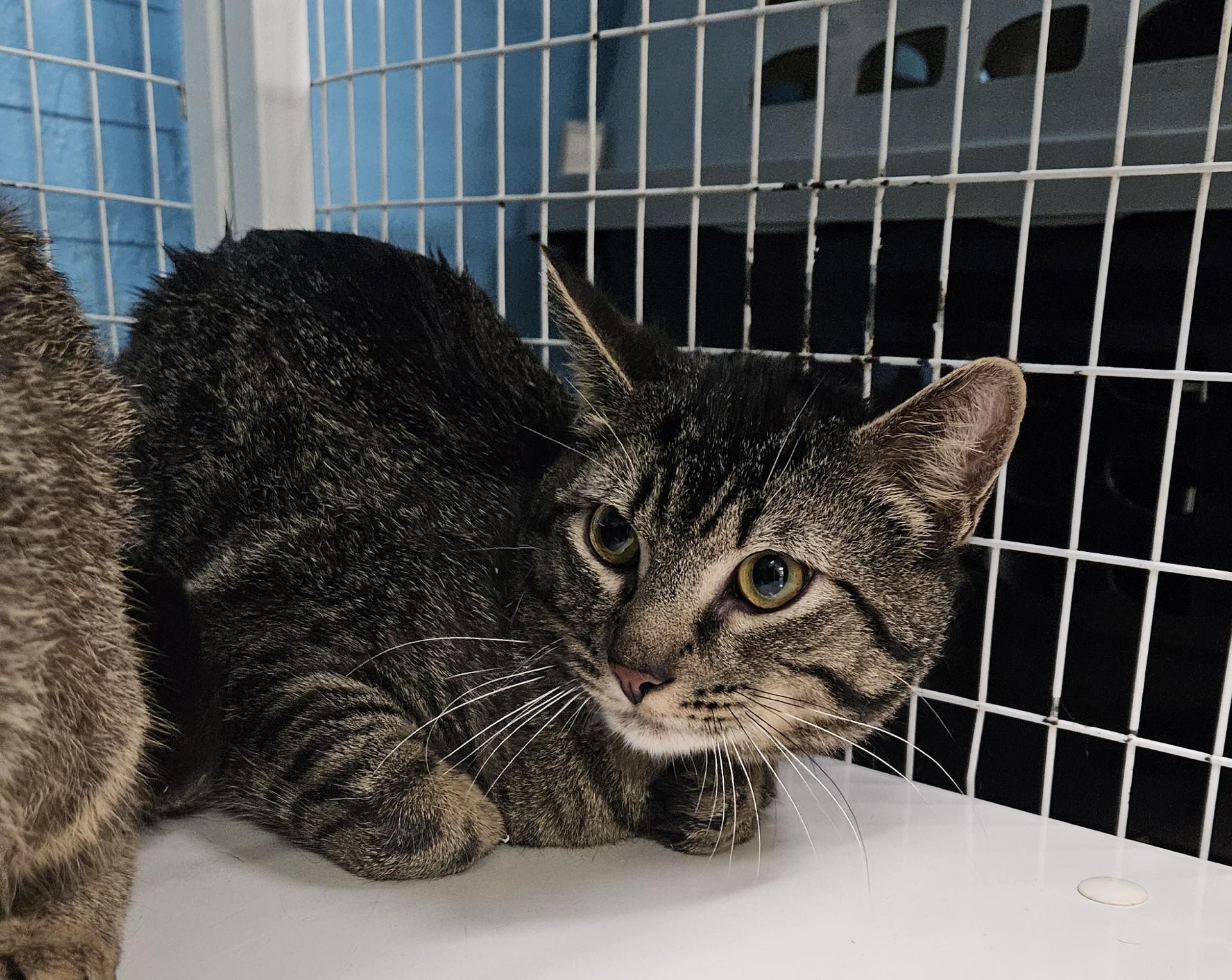 Whimsey, adopted, Adult Male Domestic Short Hair.