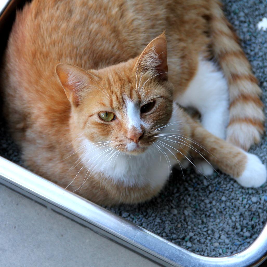 Fussy, a Adoptable Domestic Short Hair in Monroe, LA image 2/2