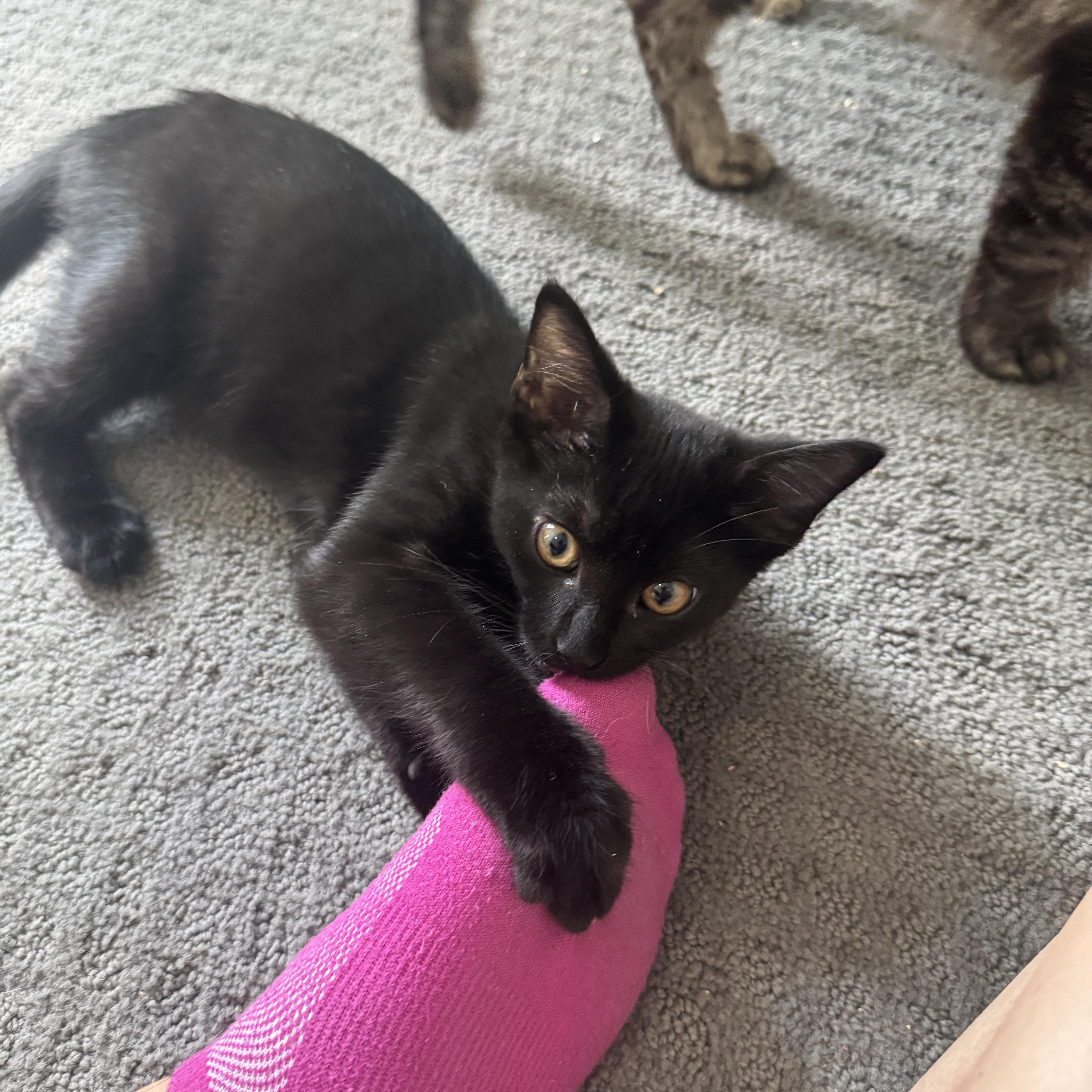 Enlarge Cocoa, a Adoptable Domestic Short Hair in Richardson, TX image 2/6